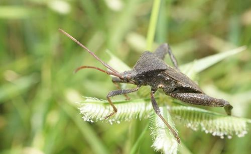 Florida Leaf-footed Bug photo 4