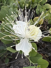 Capparis sandwichiana