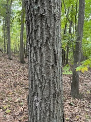 Quercus rubra