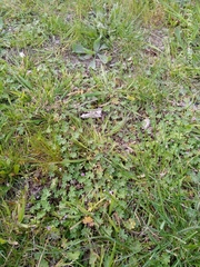 Geranium molle