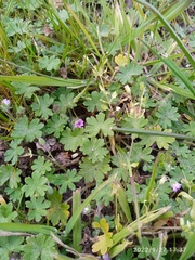 Geranium molle
