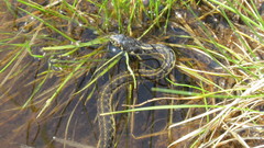 Thamnophis couchii