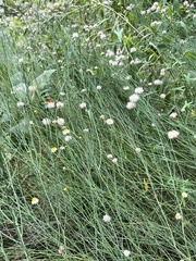 Chloracantha spinosa