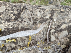 Hierophis viridiflavus carbonarius