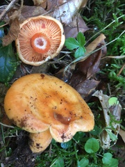 Lactarius salmonicolor