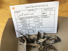 Cortinarius caeruleoanomalus