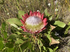 Protea cynaroides