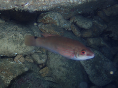 Ctenolabrus rupestris