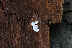 Crepidotus variabilis
