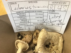 Lactarius torminosus