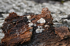 Crepidotus variabilis