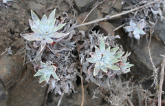 Dudleya