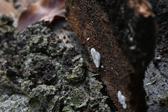 Crepidotus variabilis