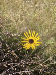 Helianthus heterophyllus