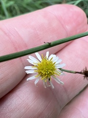 Chloracantha spinosa