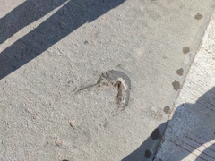 Rodentia