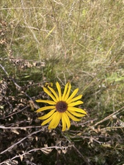 Helianthus heterophyllus