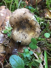 Russula firmula