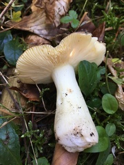Russula firmula