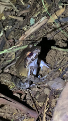 Leptodactylus savagei