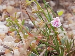 Scutellaria minor