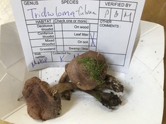 Tricholoma fulvum