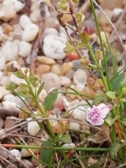 Scutellaria minor