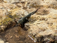 Podarcis pityusensis