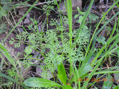 Daucus glochidiatus