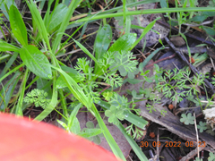 Daucus glochidiatus