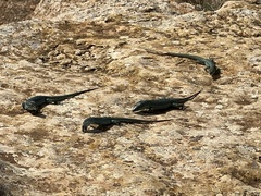 Podarcis pityusensis