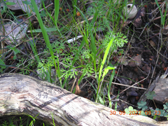 Daucus glochidiatus