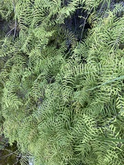 Gleichenia polypodioides