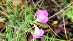 Agalinis purpurea