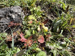 Polygaloides chamaebuxus