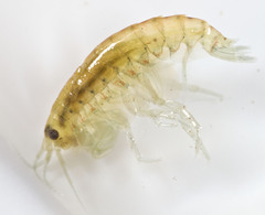 Hyalella