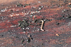 Blaniulus guttulatus