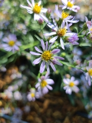 Dieteria canescens