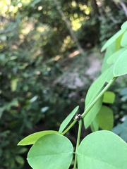Araneomorphae