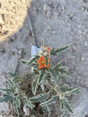 Sphaeralcea hastulata