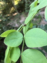 Araneomorphae