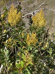 Laurophyllus capensis