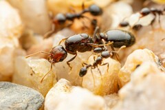 Solenopsis xyloni