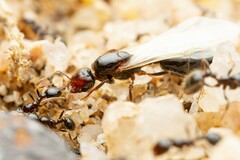 Solenopsis xyloni