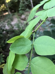 Araneomorphae