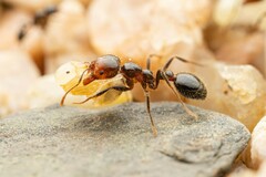 Solenopsis xyloni