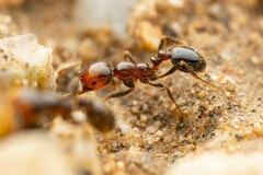 Solenopsis xyloni