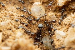 Solenopsis xyloni