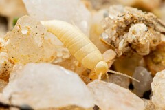 Atelurinae