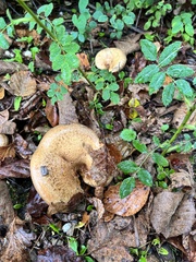 Paxillus cuprinus
